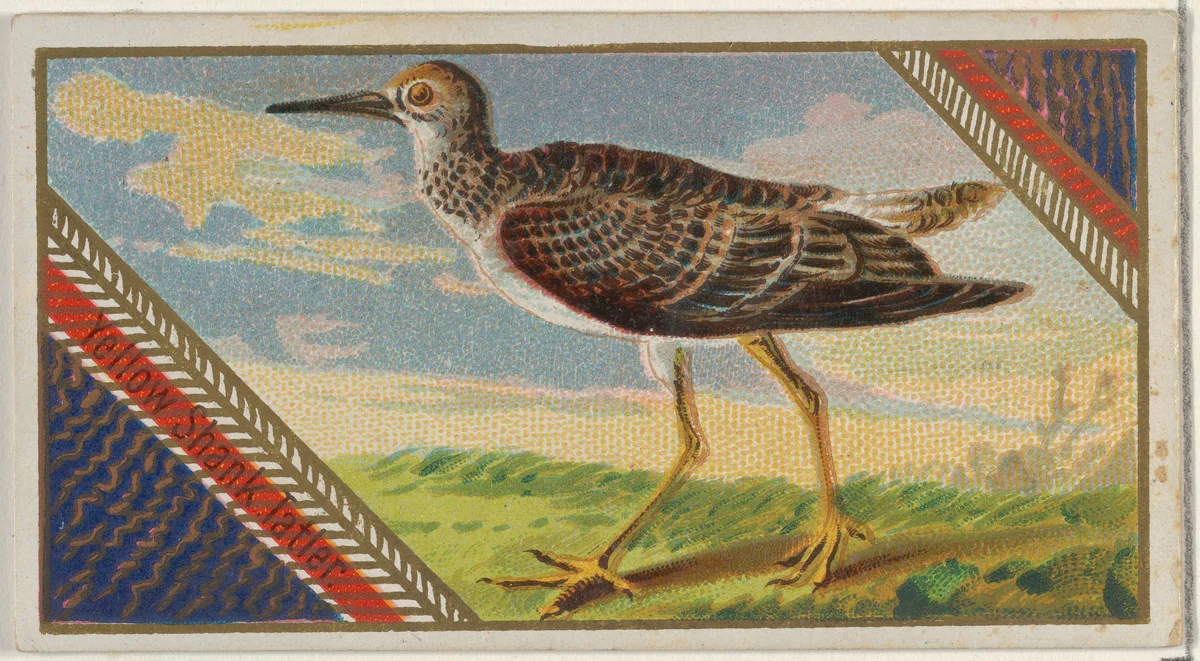 Yellow Shank Tatien, from the Game Birds series (N13) for Allen & Ginter Cigarettes Brands by Allen & Ginter, print, 1889
