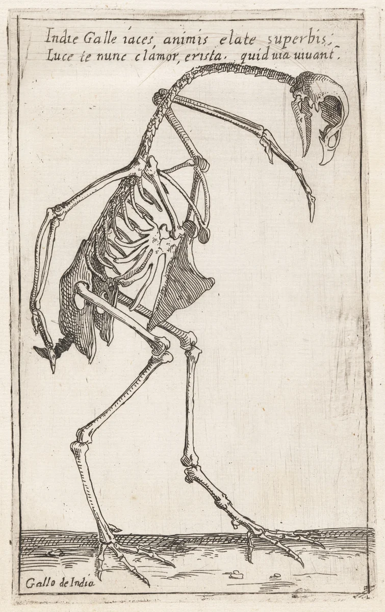 Skeleton of a Turkey by Teodoro Filippo di Liagno, print, 1620-1621
