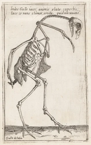 Skeleton of a Turkey by Teodoro Filippo di Liagno, print, 1620-1621