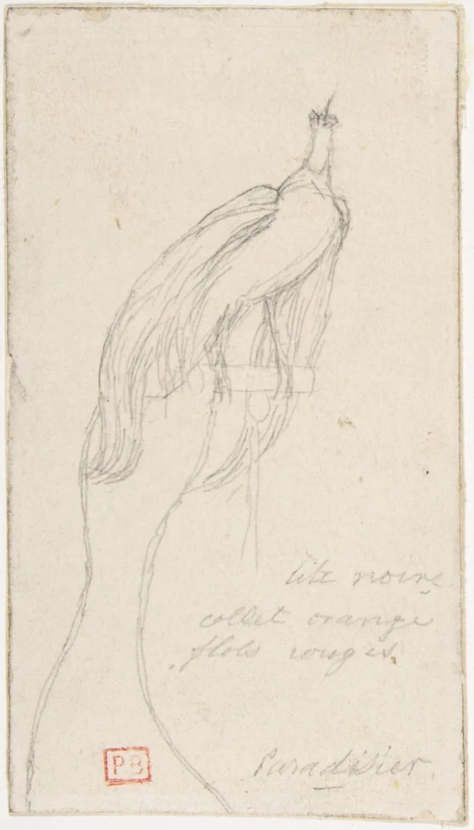 A Bird of Paradise by Charles Meryon, drawing, 1835-1868