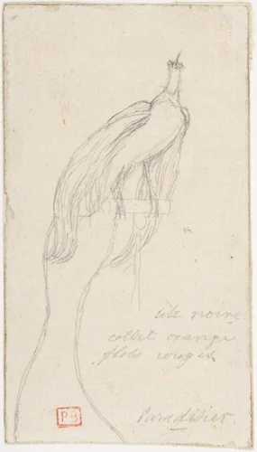 A Bird of Paradise by Charles Meryon, drawing, 1835-1868