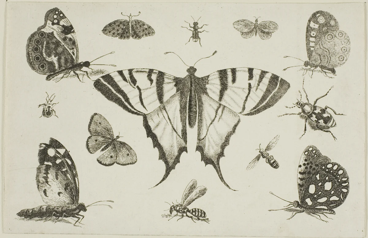 Swallow-Tailed Butterfly and Twelve Other Insects, from Diversae Insectorum...Figurae by Wenceslaus Hollar, print, 1644-1652