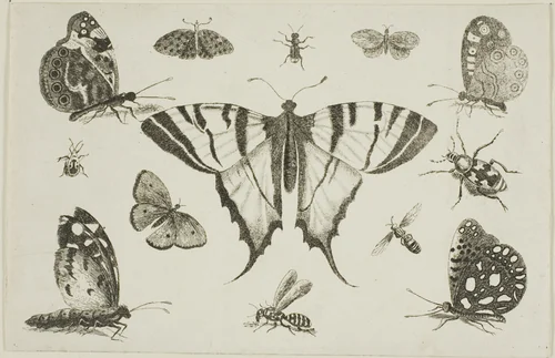 Swallow-Tailed Butterfly and Twelve Other Insects, from Diversae Insectorum...Figurae by Wenceslaus Hollar, print, 1644-1652