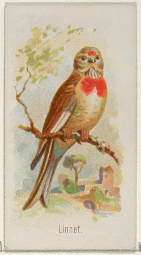 Linnet, from the Song Birds of the World series (N23) for Allen & Ginter Cigarettes by Allen & Ginter, print, 1890
