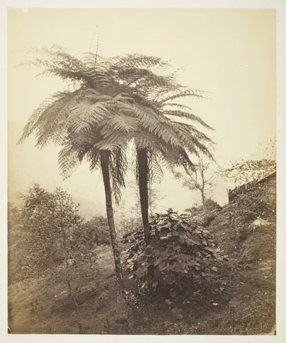 The Tree Fern, Prize Photo by Samuel Bourne, photograph, 1863