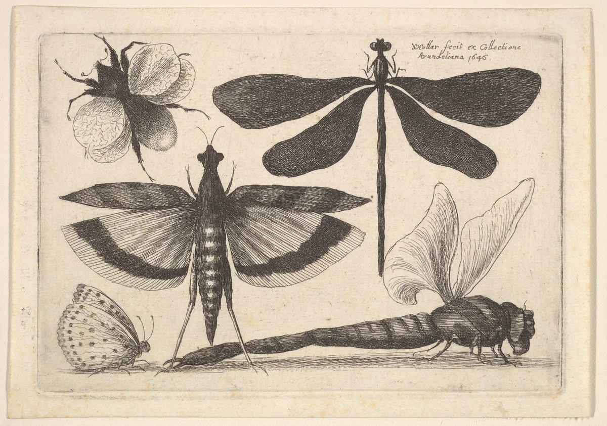 Dragonflies and a bumble bee by Wenceslaus Hollar, print, 1646