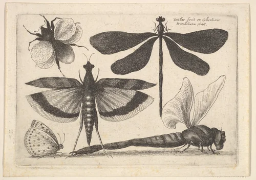 Dragonflies and a bumble bee by Wenceslaus Hollar, print, 1646