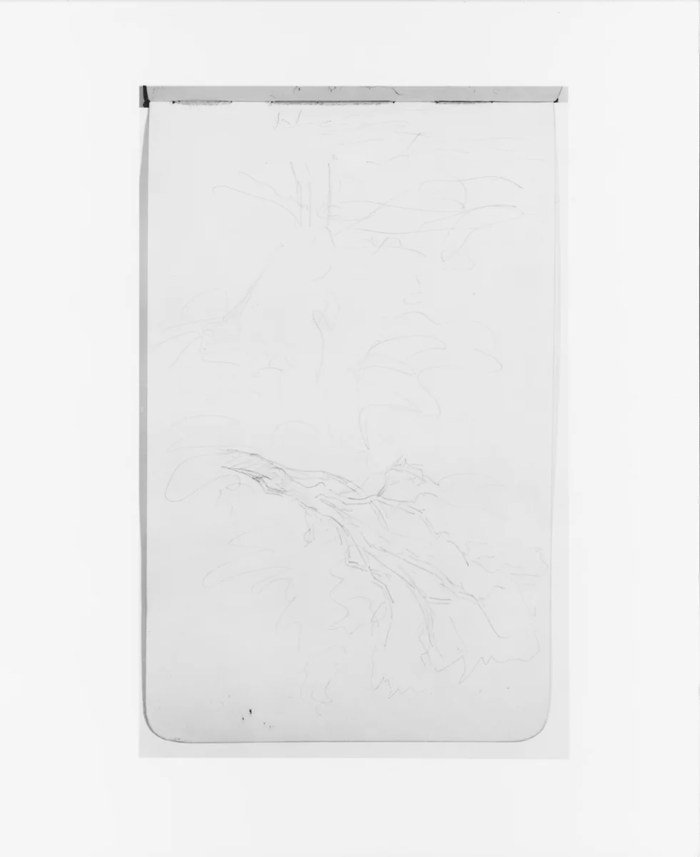 Sketches of Trees (from Sketchbook) by Albert Bierstadt, artwork, 1890