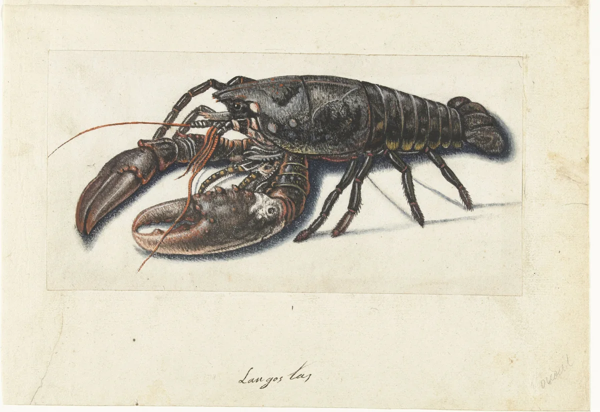 Zeekreeft by anonymous, drawing, 1560-1585