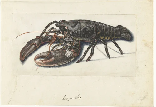 Zeekreeft by anonymous, drawing, 1560-1585