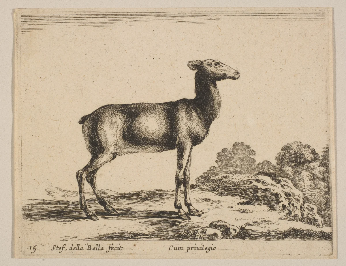 Plate 15: Doe, from "Various animals" (Diversi animali) by Stefano della Bella, print, 1636-1646