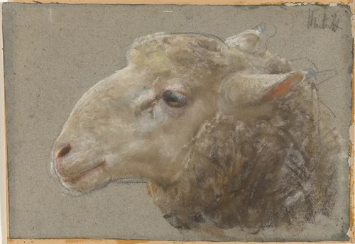 Head of a Sheep by Francesco Paolo Michetti, drawing, 1876-1886