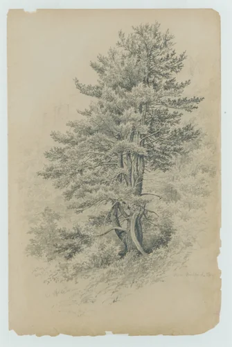 Trees, Near Milford, Pa. by Edmund Birckhead Bensell, artwork, 1842-1892