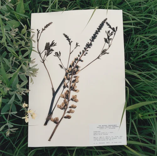 Baptisia alba, White Wild Indigo by Terry Evans, photograph, 1999