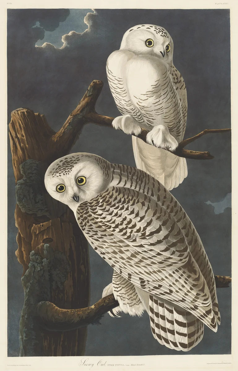 Snowy Owl by Robert Havell, Jr.; John James Audubon, print, 1831