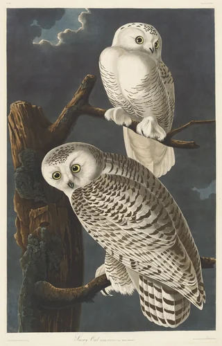 Snowy Owl by Robert Havell, Jr.; John James Audubon, print, 1831