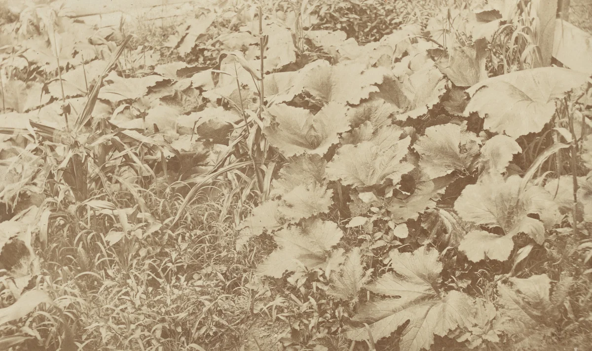 Pumpkin Vines by Alexander Henderson, photograph, 1865