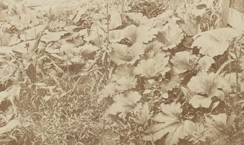 Pumpkin Vines by Alexander Henderson, photograph, 1865