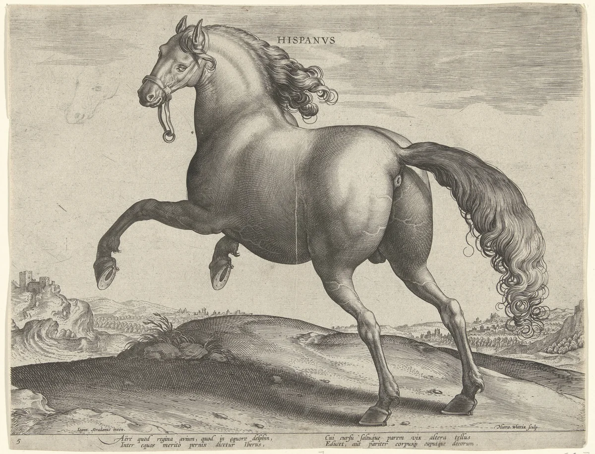 Paard uit Spanje (Hispanus Alter) by Unknown, print, 1583-1587