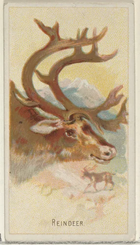Reindeer, from the Wild Animals of the World series (N25) for Allen & Ginter Cigarettes by Allen & Ginter, print, 1888