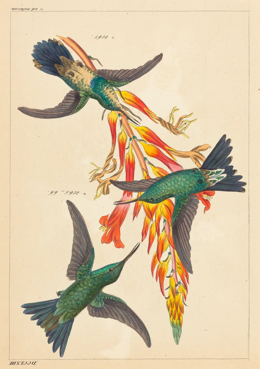 Three Hummingbirds with Plant by Heinrich Reichenbach, print, 1793-1879