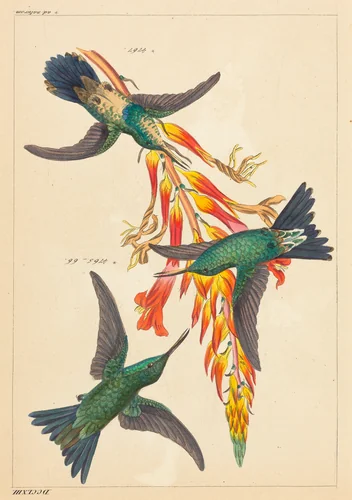 Three Hummingbirds with Plant by Heinrich Reichenbach, print, 1793-1879