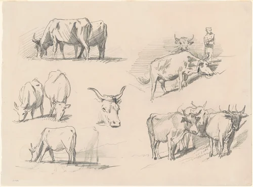 Studies of Cattle by John Singer Sargent, drawing, 1867-1877