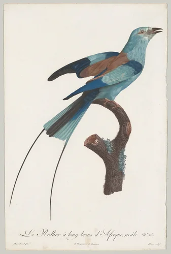 Plate 25, from "Histoire naturelle des perroquets" by François Levaillant, print, 1801-1806