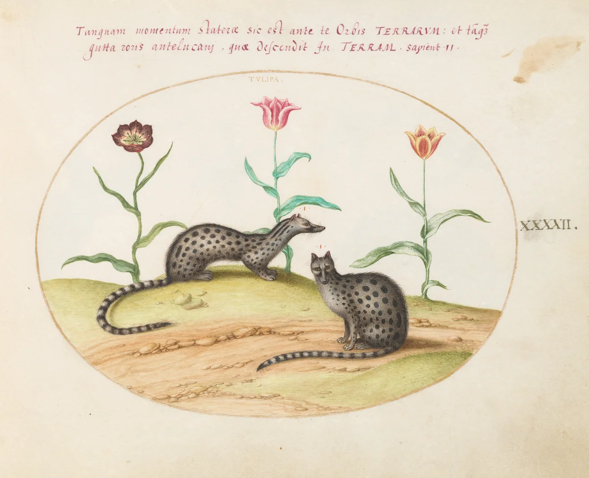 Plate 42: Two Genets or Civet Cats with Tulips by Joris Hoefnagel, drawing, 1570-1599