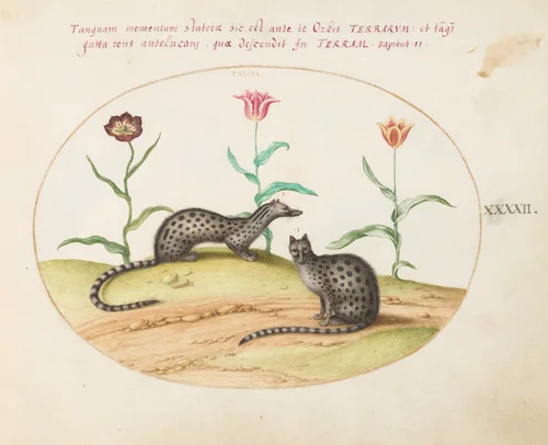 Plate 42: Two Genets or Civet Cats with Tulips by Joris Hoefnagel, drawing, 1570-1599