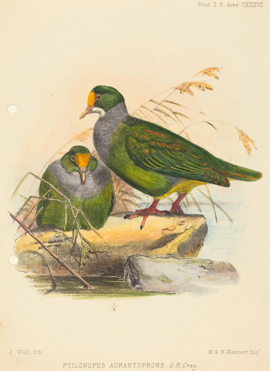 Two Birds (Ptilonopus Auranthfrons) by Joseph Wolf, print, 1820-1899