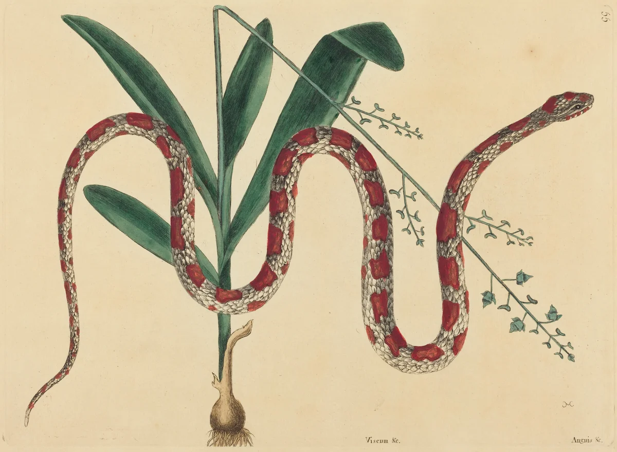 The Corn Snake (Coluber fulvius?) by Mark Catesby, print, 1731-1743