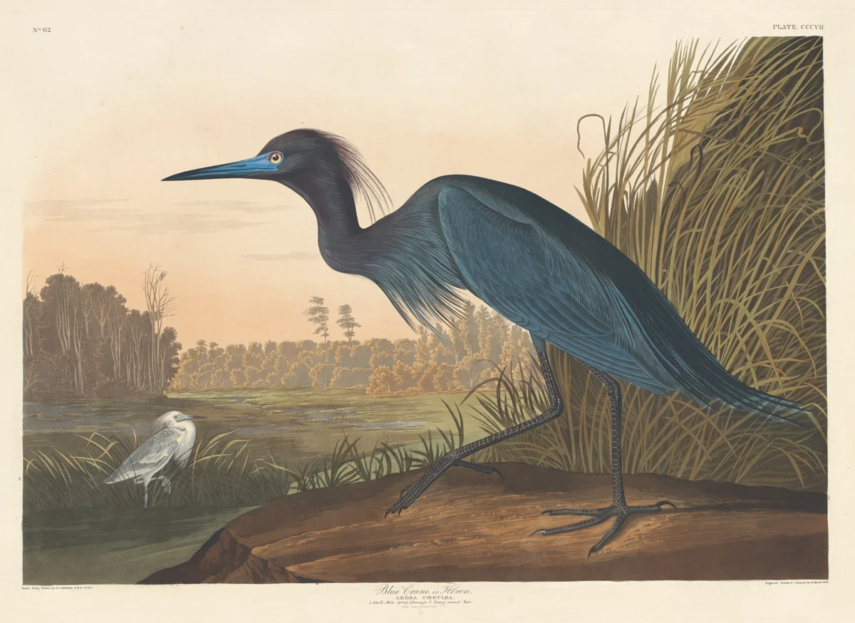 Blue Crane or Heron by Robert Havell, Jr.; John James Audubon, print, 1836