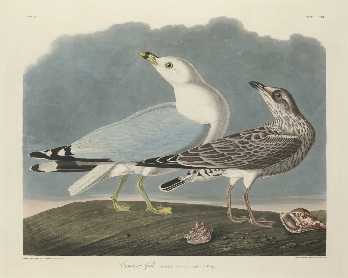 Common Gull by Robert Havell, Jr.; John James Audubon, print, 1834
