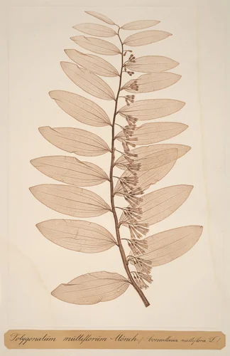 Polygonatum multiflorum Monch by Alois Pokorny, Constetin von Ettinghausen, print, 1856