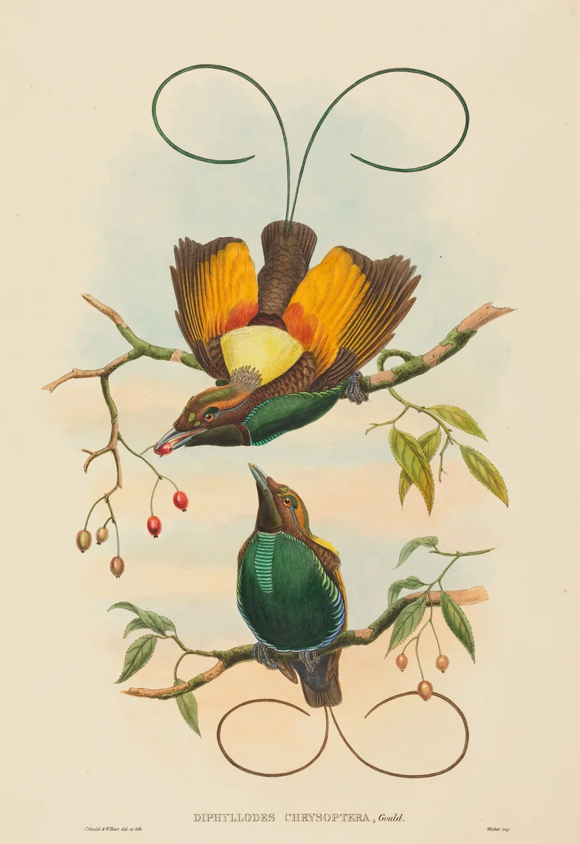 Diphyllodes chrysoptera (Magnificent Bird of Paradise) by John Gould, print, 1804-1881