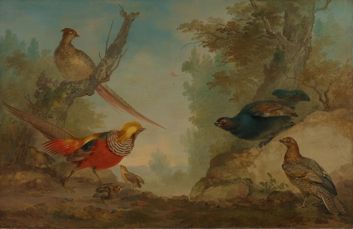 Pheasants by Aert Schouman, painting, 1730-1760