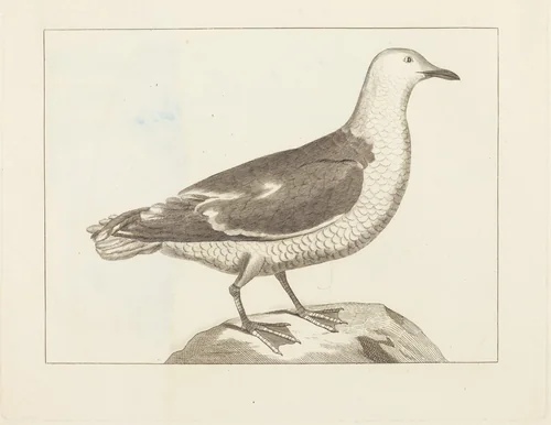 Water Fowl by British 19th Century, print, 1800-1849