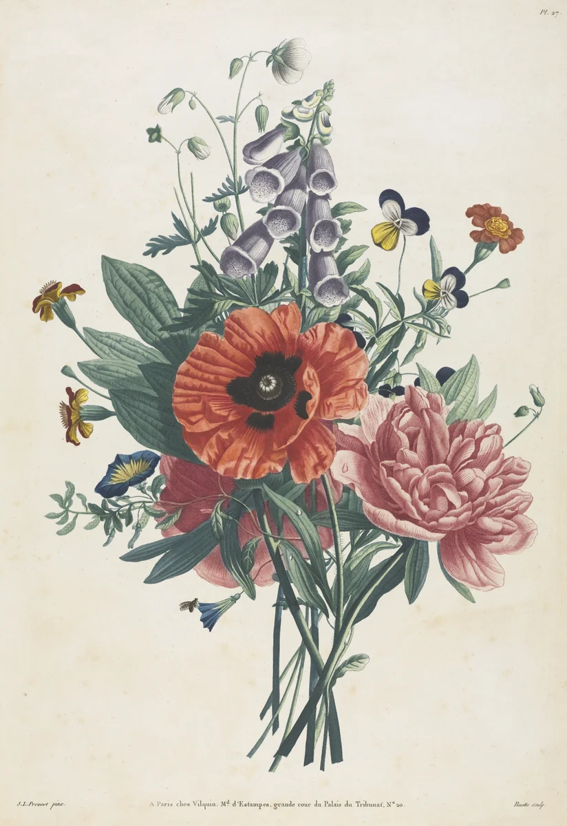 Collection of Flowers and Fruits Painted after Nature: Bouquet of Foxglove, Clematis, Pansy, Peony, Poppy, and Yellow Day Lily by Louis Charles Ruotte, print, 1805