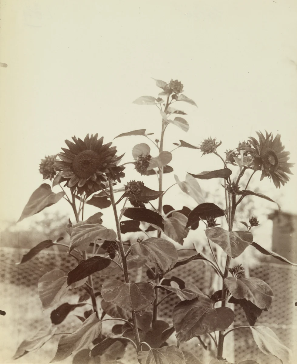 Soleil by Eugène Atget, photograph, 1896