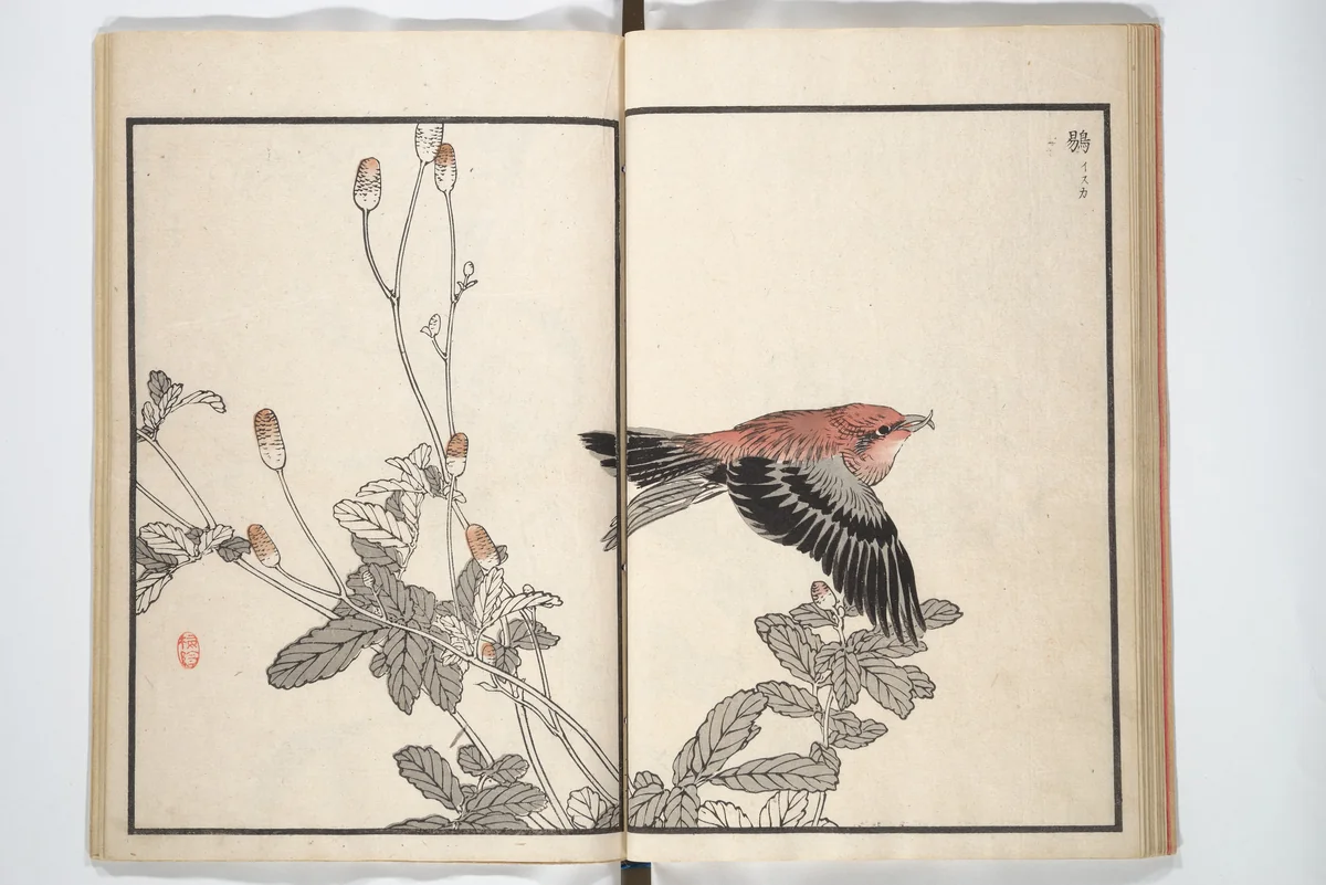 Bairei Picture Album of One Hundred Birds (Bairei hyakuchō gafu) 楳嶺百鳥畫譜 by Kōno Bairei (幸野楳嶺), book, 1881-1884