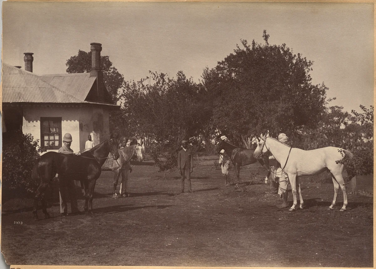 Lord William Beresford's horses by Raja Deen Dayal, photograph, 1877-1892