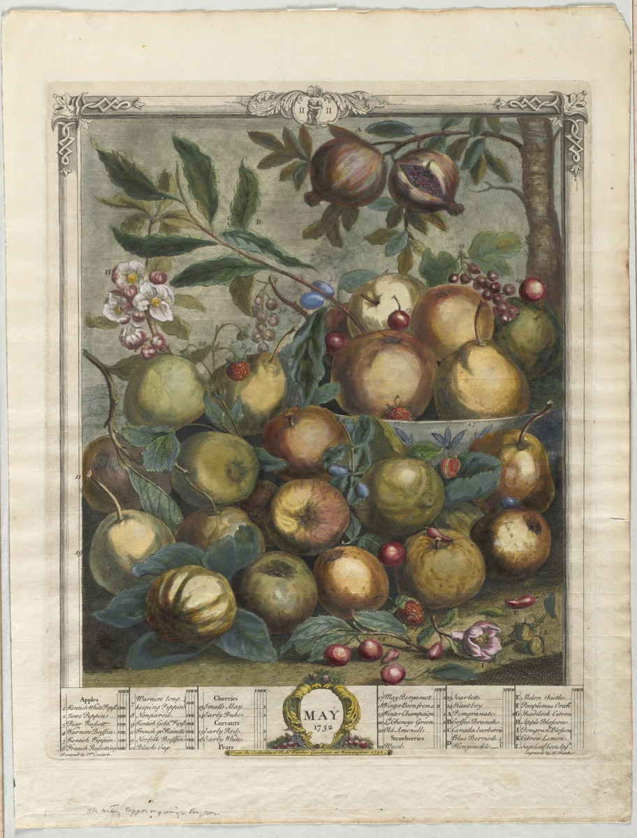 Twelve Months of Fruit: May by Henry Fletcher, print, 1732