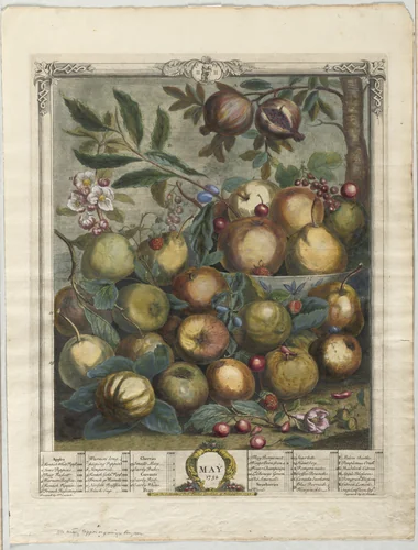 Twelve Months of Fruit: May by Henry Fletcher, print, 1732