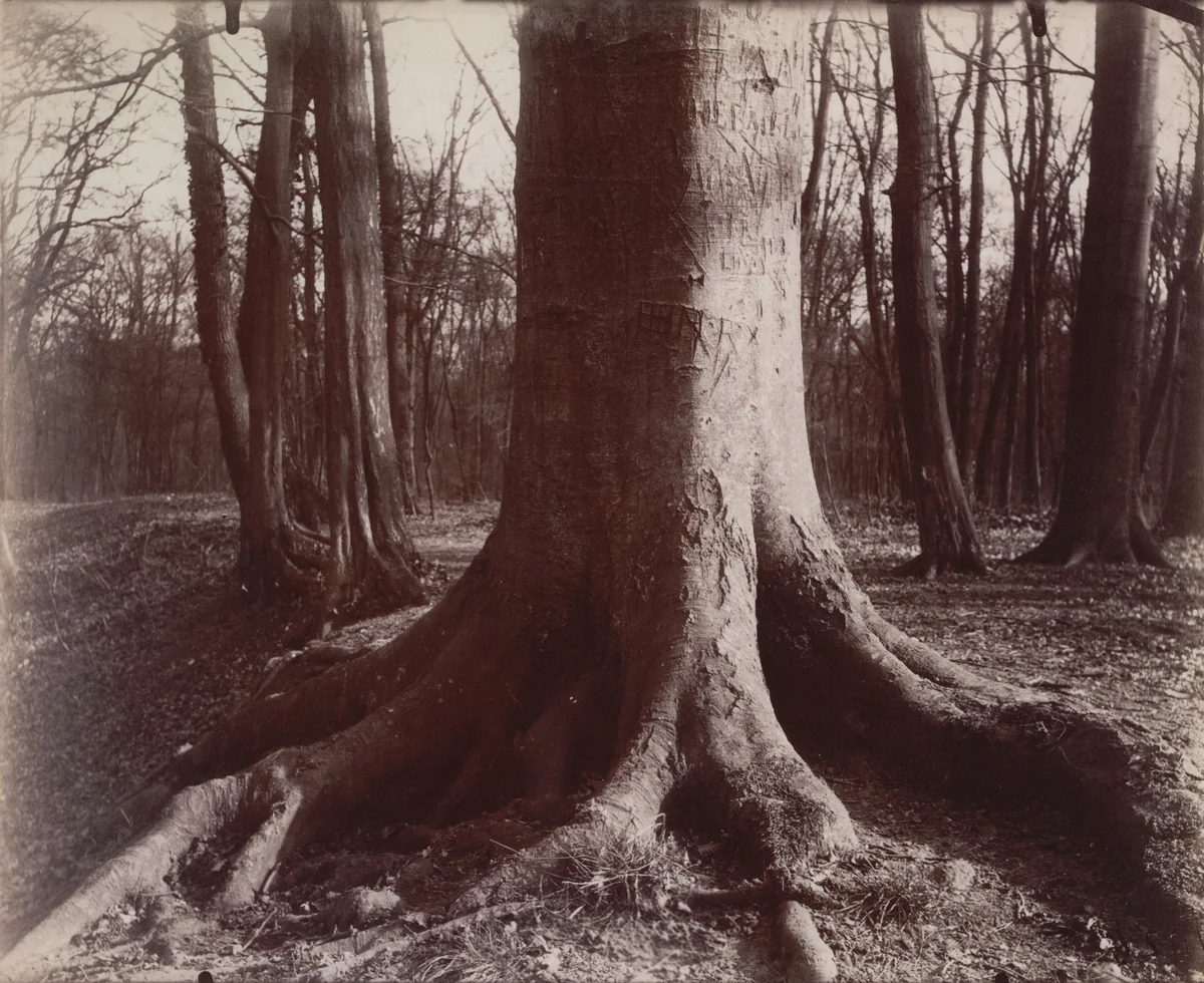 Saint-Cloud, hêtre by Eugène Atget, photograph, 1921