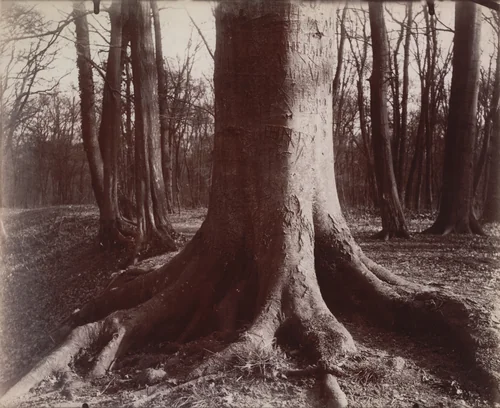 Saint-Cloud, hêtre by Eugène Atget, photograph, 1921