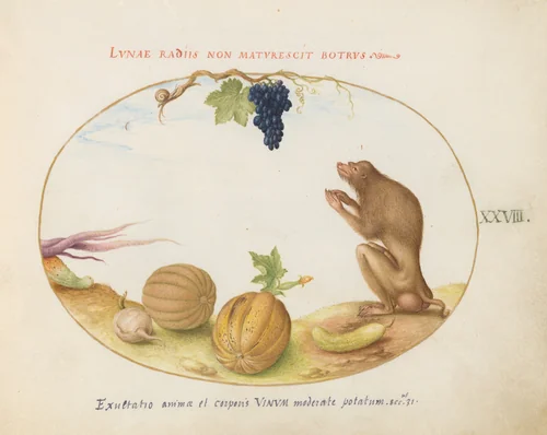 Plate 28: A "Tartarine" (Barbary Macaque?) with Fruit and a Snail by Joris Hoefnagel, drawing, 1570-1599