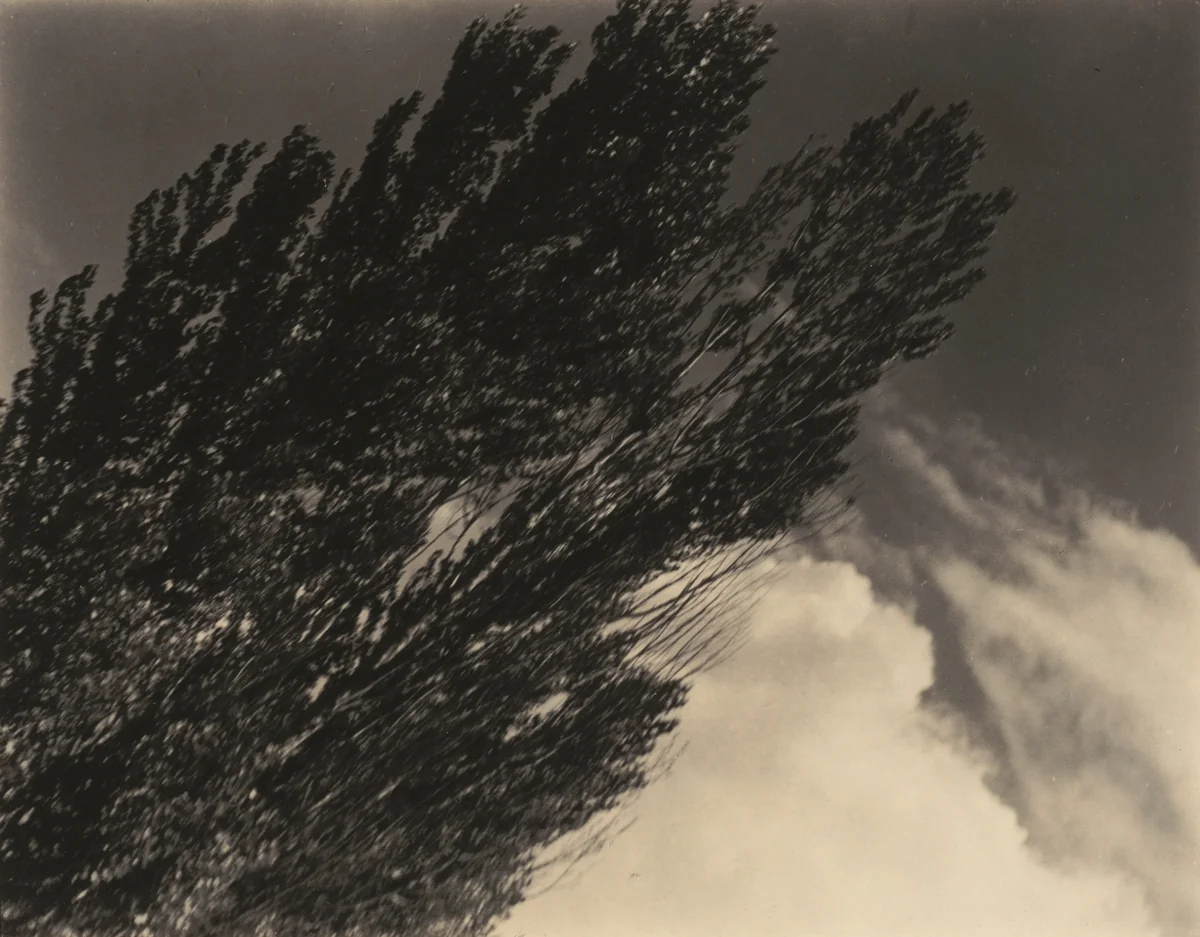 Poplars—Lake George by Alfred Stieglitz, photograph, 1930
