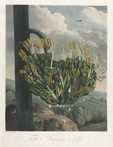 The Temple of Flora, or Garden of Nature: The American Aloe by Robert John Thornton, print, 1807