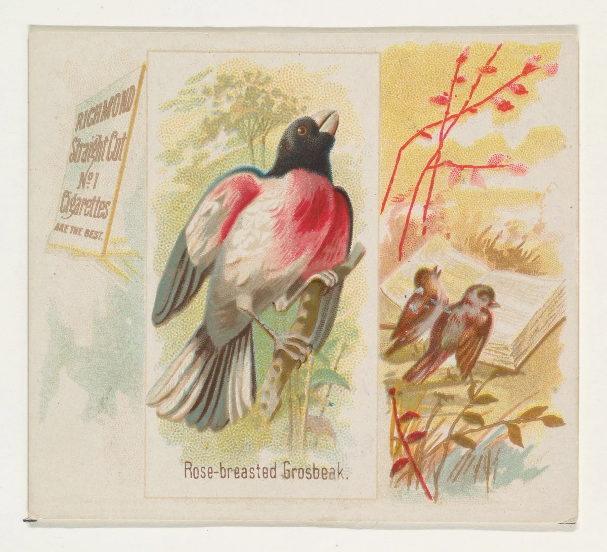 Rose-breasted Grosbeak, from the Song Birds of the World series (N42) for Allen & Ginter Cigarettes by Allen & Ginter, print, 1890